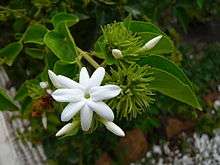Udupi Jasmine  (Jasminum grandiflorum