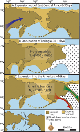 "Maps depicting each phase of the three-step early human migrations for the peopling of the Americas. (A) Gradual population expansion of the Amerind ancestors from their East Central Asian gene pool (blue arrow). (B) Proto-Amerind occupation of Beringia with little to no population growth for ≈20,000 years. (C) Rapid colonization of the New World by a founder group migrating southward through the ice-free, inland corridor between the eastern Laurentide and western Cordilleran Ice Sheets (green arrow) and/or along the Pacific coast (red arrow). In (B), the exposed seafloor is shown at its greatest extent during the last glacial maximum at ≈20–18 kya [25]. In (A) and (C), the exposed seafloor is depicted at ≈40 kya and ≈16 kya, when prehistoric sea levels were comparable. A scaled-down version of Beringia today (60% reduction of A–C) is presented in the lower left corner. This smaller map highlights the Bering Strait that has geographically separated the New World from Asia since ≈11–10 kya."