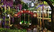 Wisteria blossoms at the Kameido Tenjin Fuji Matsuri