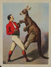 Well dressed man boxing a kangaroo with gloves. Printed in Hamburg, Germany in the 1890s by Adolph Friedländer (1851-1904).