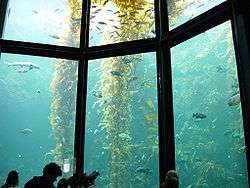Photo of 50-foot-tall (15 m) yellow plants in water behind glass wall divided into sections.