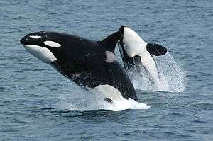 Two killer whales jump above the sea surface, showing their black, white and grey colouration. The closer whale is upright and viewed from the side, while the other whale is arching backward to display its underside.