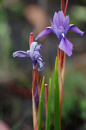 Moraea callista, a species of iris found in Kitulo National Park.