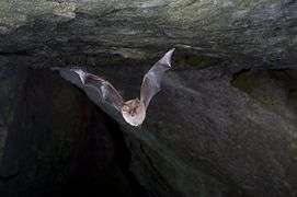 View of a bat in flight