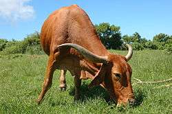 Afrikaner cow grazing