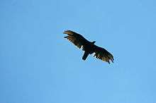  A large black bird soars overhead with a blue sky behind