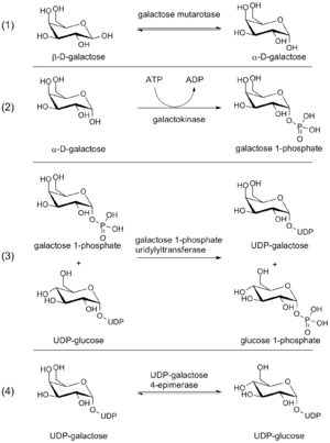 Steps in the Leloir pathway of galactose metabolism.