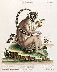 An old drawing of a ring-tailed lemur seated eating fruit, along with a profile view of the head and body.