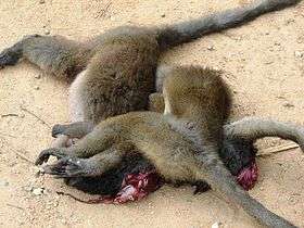 Three dead bamboo lemurs lying in a pile on the ground, with entrails spilling from one of them