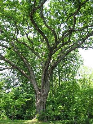 Photo of Linden Oak in May 2007