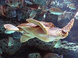 Photo of sea turtle swimming near a diverse group of fish.
