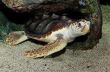A loggerhead sea turtle resting under a rock with its eyes open