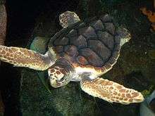 Photo of the carapace of a loggerhead sea turtle.
