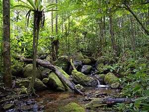 Lush rainforest vegetation surrounding a creek