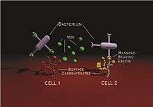 MOS is agglutinating the bacteria and preventing it from attaching to the gut wall.