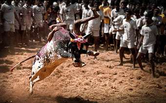 image of a bull fight