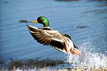 a male mallard takes flight from the water