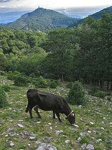 Albera cattle grazing