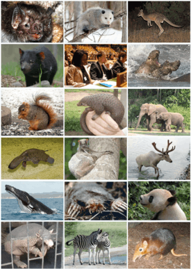 Mammal Diversity 2011-less depressing.png