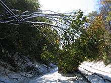 A downed tree with green and yellow leaves suspended by wires next to snow-covered railroad tracks.