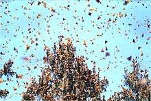 A large number of orange butterflies in flight.