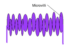 Diagram showing a microvilli structure