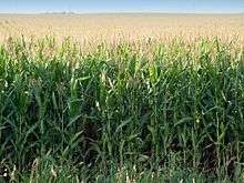 a field of nearly mature corn