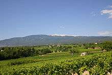 Forested mountain, with white peak, and vineyards in foreground