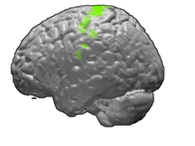 Left motor cortex highlighted on the brain