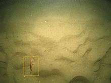 A small striped red mullet, a fish, swims in the bottom left of an underwater image of the seabed. The background is one of rippled sand.