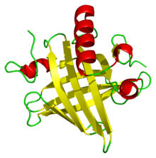 A ribbon diagram of a mouse major urinary protein, containing eight beta sheets and four alpha helices.