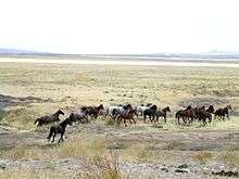 a large herd of horses running across a dry prairie