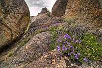 Flowers on a rock