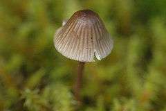 A mushroom with a small cap shaped like a round-tipped cone. It is seen from above, with a delicate stem and gills quite visible through the cap, making brown marks down it.