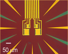 Image of four tungsten transition edge sensors.