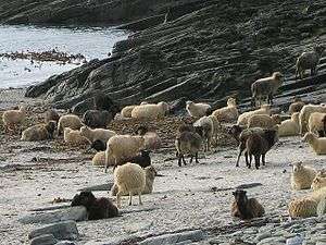 A large herd of North Ronaldsay on the beach, exhibiting many different coat colours: white, brown, grey and black.