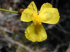 Xyris deplanata flower