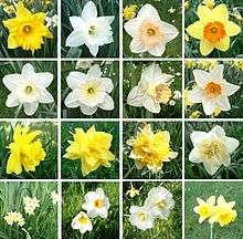 Narcissus cultivars have a wide range of colours, sizes and proportions of corona to perianth