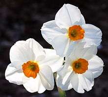 Geranium Narcissus is coded as 8WO because it is classified in Division 8, has a W for White perianth and an O for Orange corona