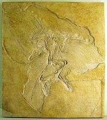  Slab of stone with fossil bones and feather impressions