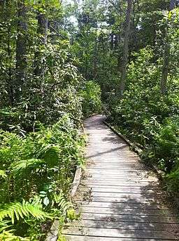 Rhododendron Sanctuary Trail's planked wooden boardwalk section in the Pachaug State Forest's Herman Haupt Chapman Management Area