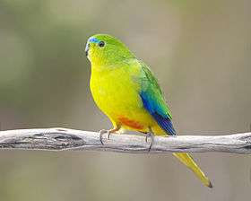 Orange-bellied Parrot perched on a twig