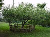 Newton's apple tree in the Botanical Gardens, the University of Tokyo.jpg