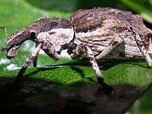 Ngaio weevil on Stephens Island