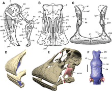 Images of a restored skull, jaw, dental battery, and brain