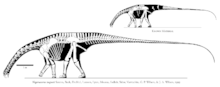 Image of the entire skeleton