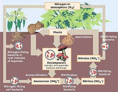Diagram of the nitrogen cycle