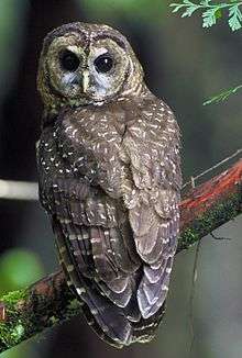 A large brown owl with white and gray spots on its feathers and dark brown eyes looking at the camera