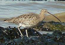 A Eurasian curlew