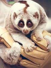 A cat-sized primate with a dark stripe down its back is held in a gloved hand against the chest
